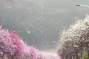 柳州紫荆花瓣雨惊艳全网，钟楚曦美照成网红焦点